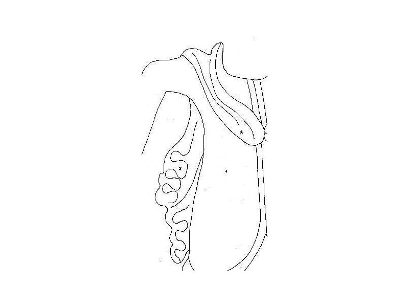 semayut-shoulder sash-ascetics